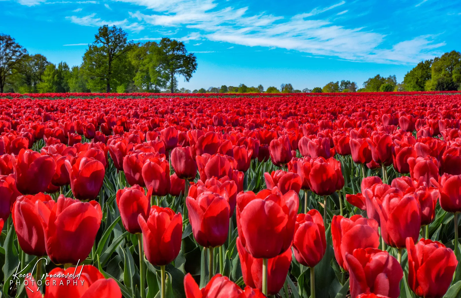 A field of colorful tulips in the Netherlands