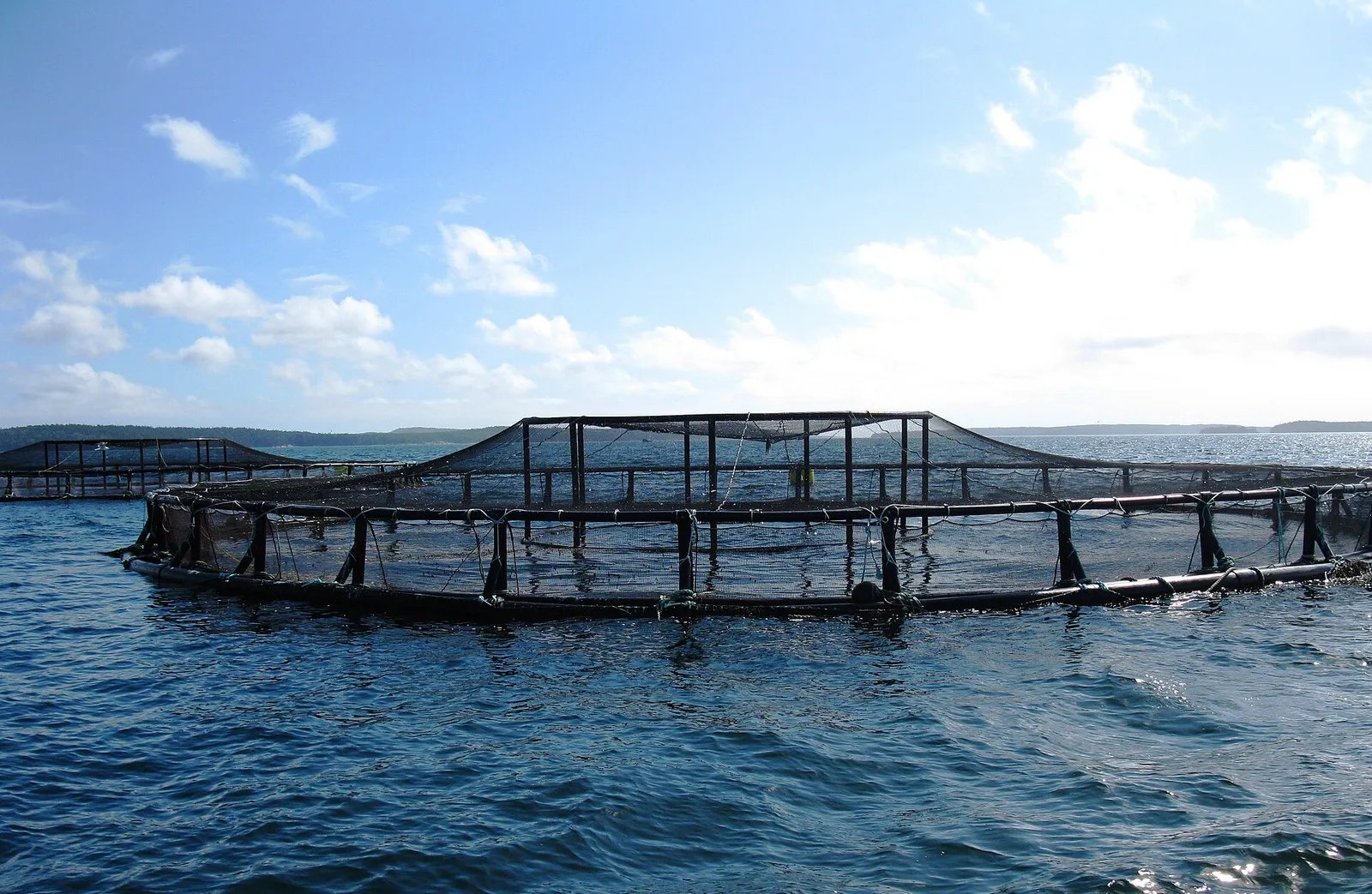 An ocean aquaculture pen off the coast of Maine