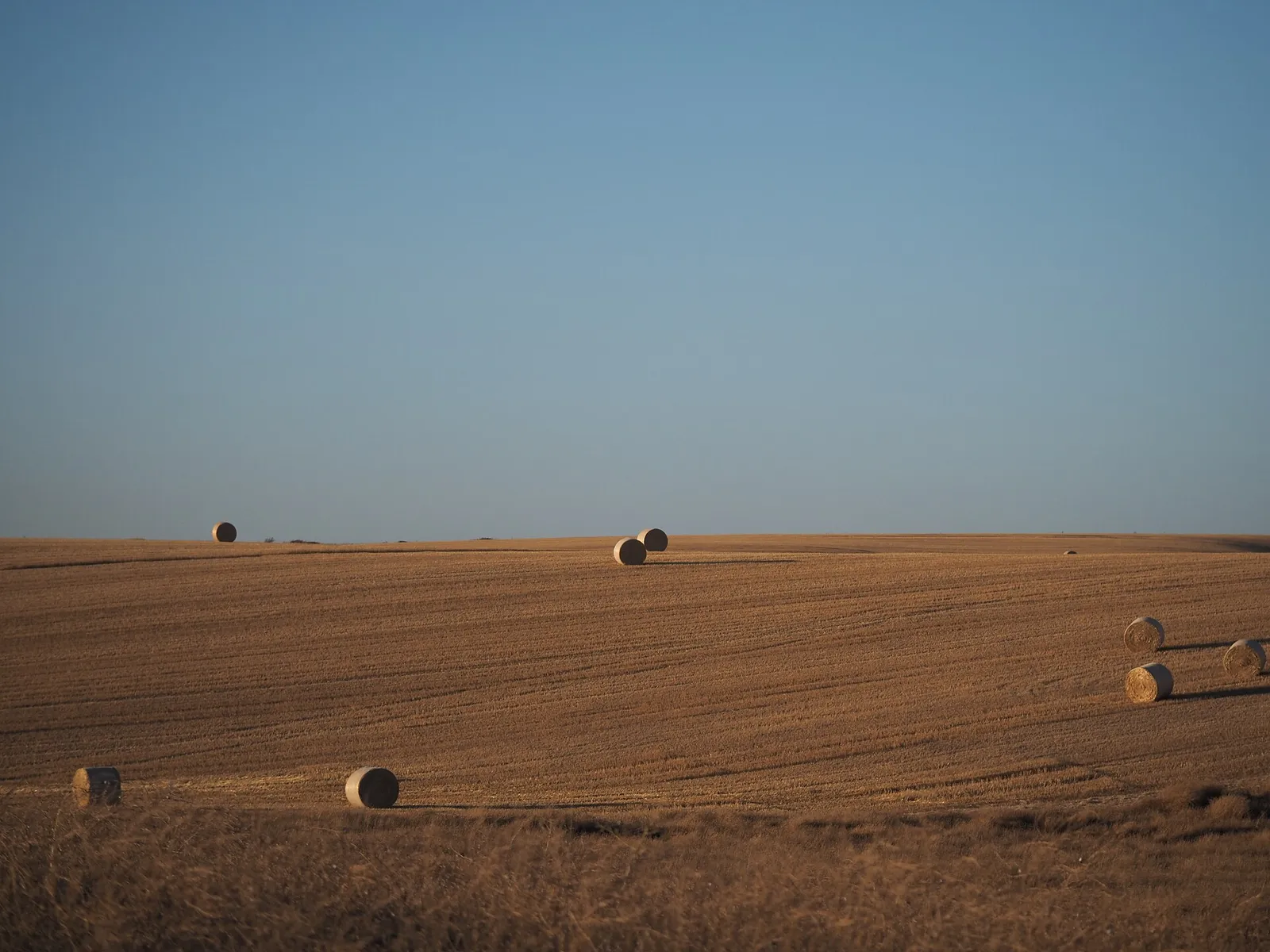 Hay bales in a field