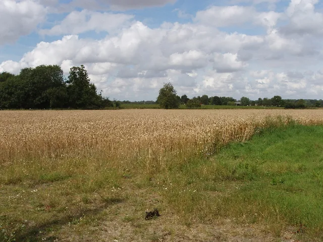 A ripe wheat field ready for harvest
