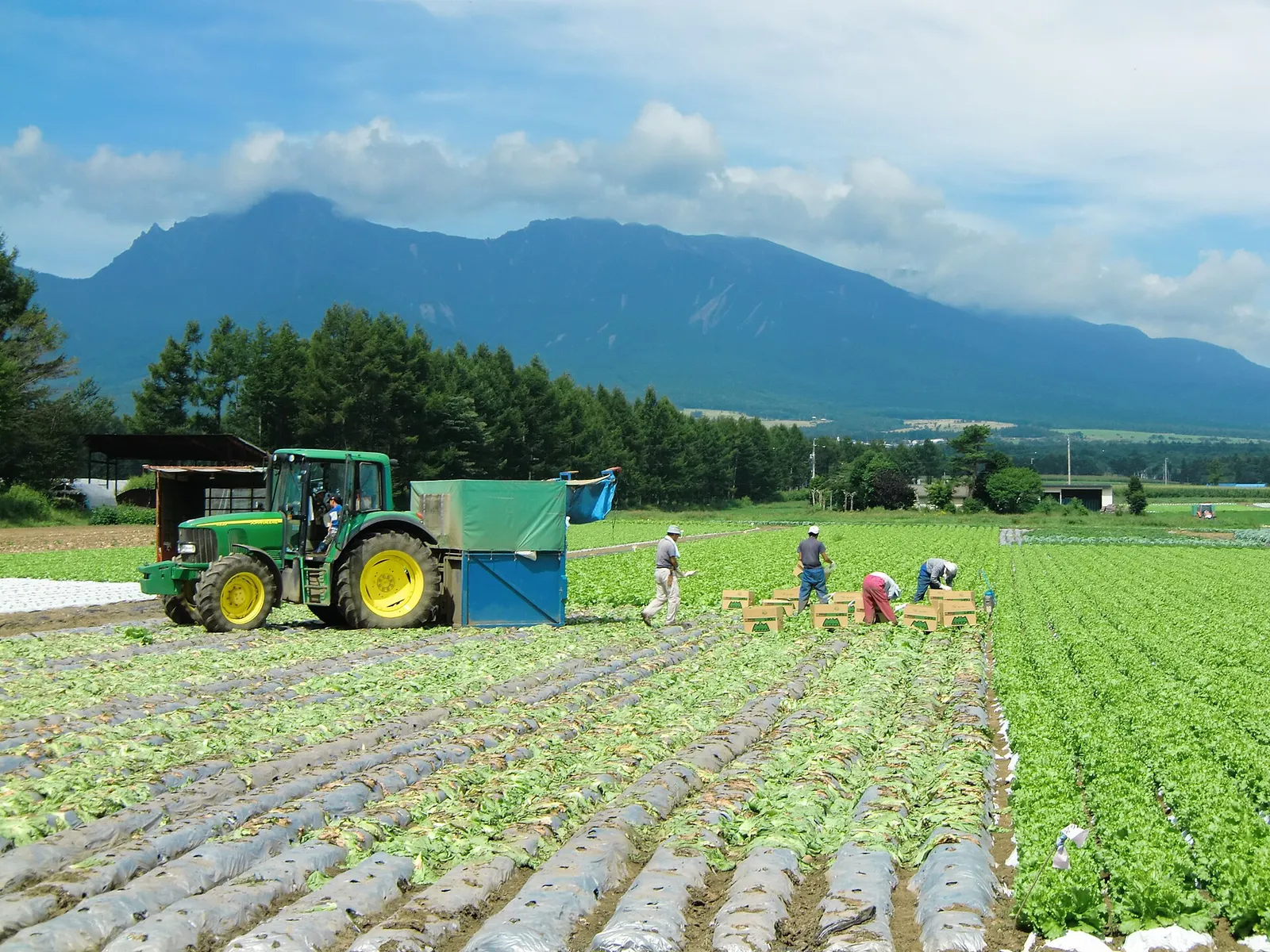 Workers harvesting lettuce in a field