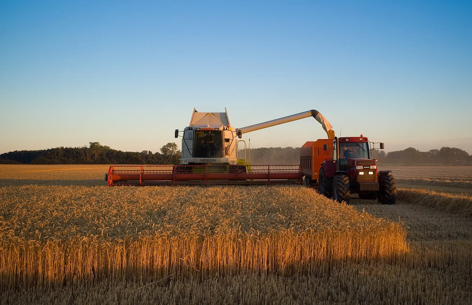 A combine harvester working a wheat field