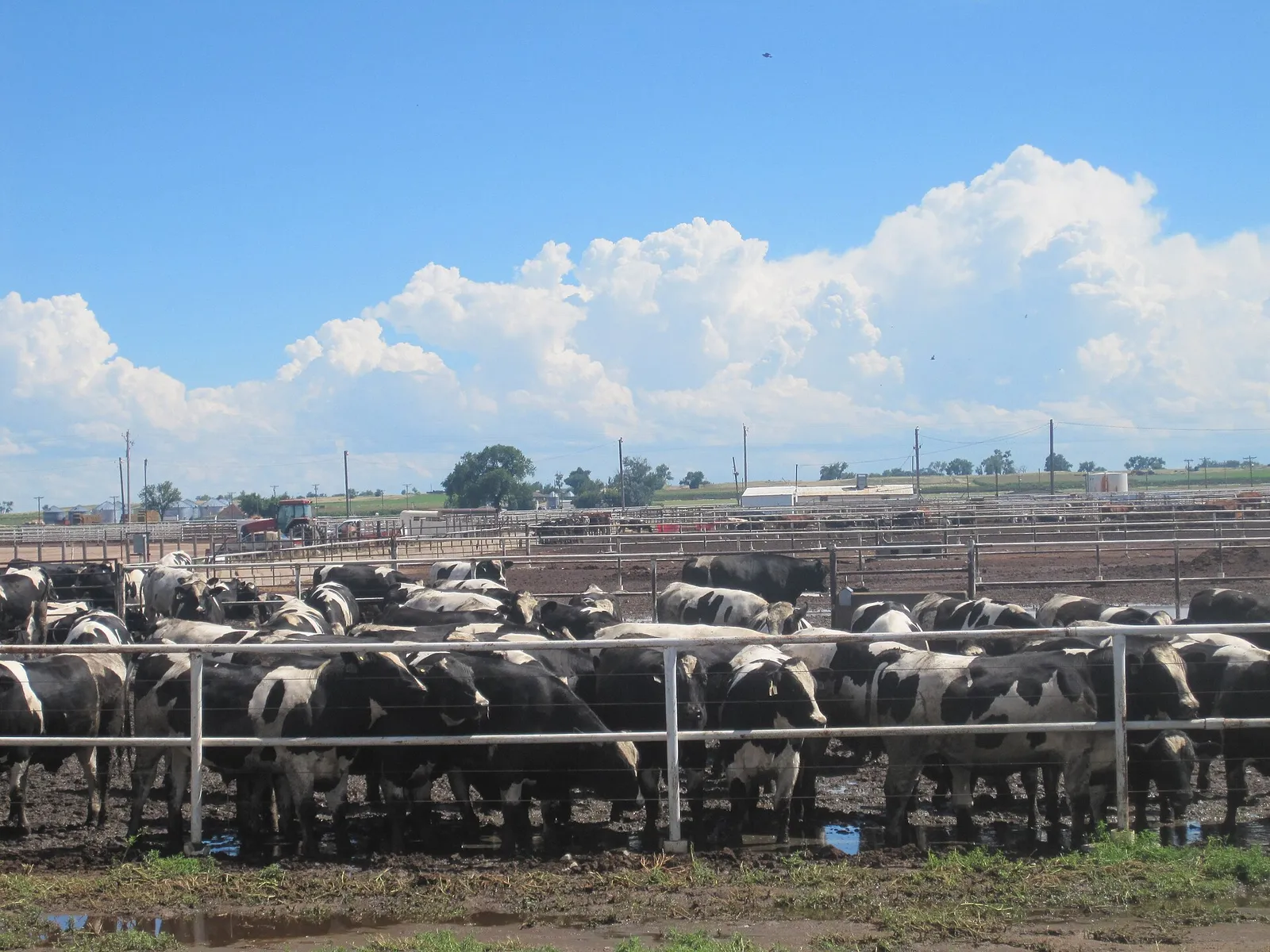 Cattle in a feedlot near Rocky Ford, Colorado